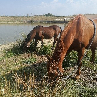 Chevaux